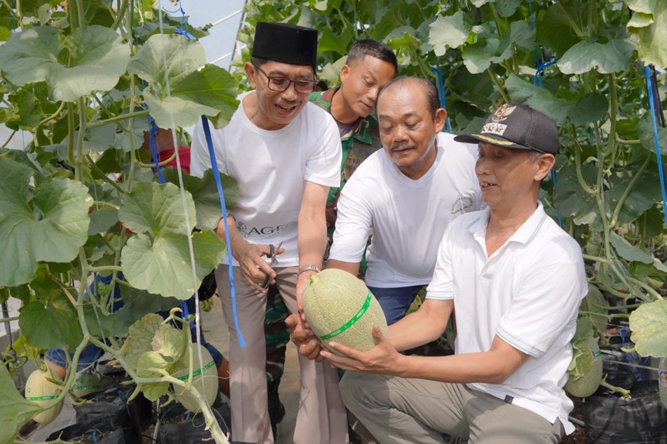 Pemkab Sragen Panen Perdana Melon The Blues, Dukung Program MBG